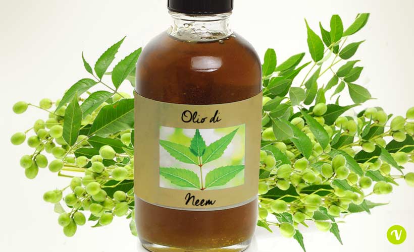 Olio di Neem le proprietà e benefici - 360Well